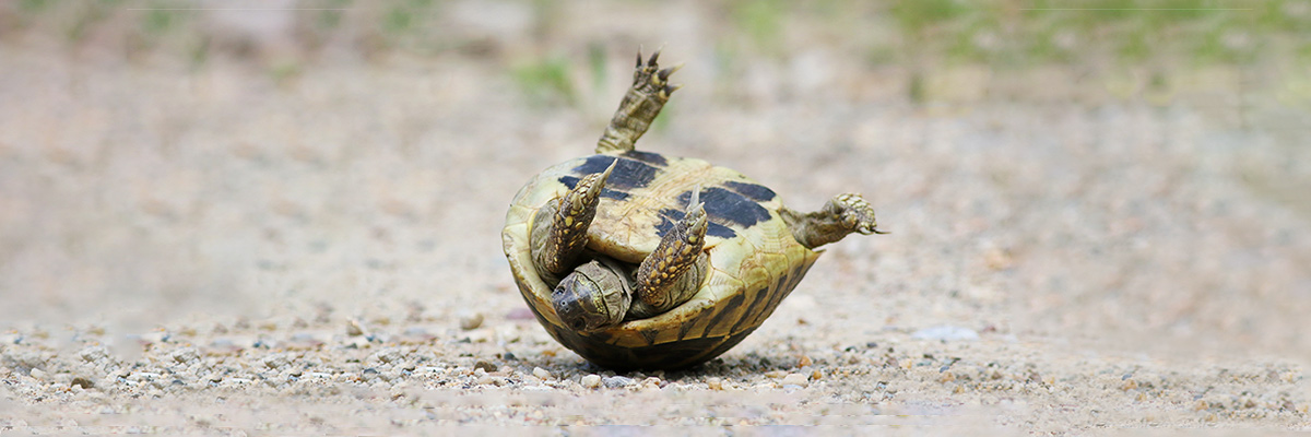 matrix Agentur liebt Herausforderungen: Schildkröte auf dem Rücken liegend